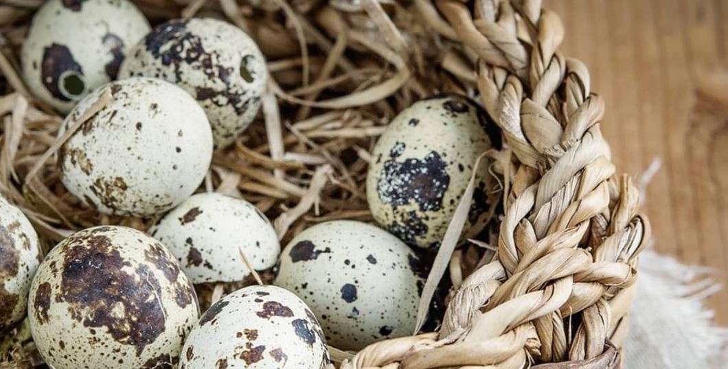 پرورش بلدرچین تخمگذار - سپید طیور